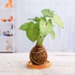 Low Maintenance Syngonium Plant Moss Ball with Plate - Kokedama - LMS-505035