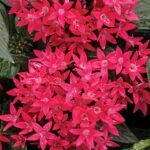 Pentas (Dark Pink) - Plant - PPP-702259