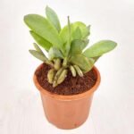 Senecio crassissimus - Succulent Plant - SCS-393892