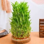 10 Layer Lucky Bamboo Plant  in a Bowl - LLB-95853