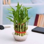 2 Layer Lucky Bamboo Plant in a Bowl with Pebbles - LLB-660830