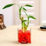 2 Lucky Bamboo Stalks (A Symbol of Love) - Gift Plant - LBS-818250