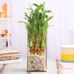 3 Layer Lucky Bamboo in a Glass Vase with Pebbles - LLB-390493