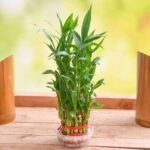 3 Layer Lucky Bamboo Plant in a Bowl with Pebbles - LLB-877765