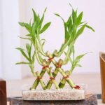 3 Layer Pyramid Lucky Bamboo in a Tray with Pebbles - LPL-962642