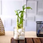 3 Lucky Bamboo Stalks (A Symbol of Happiness) - Gift Plant - LBS-466797