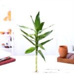 30 cm Lotus Lucky Bamboo Plant - CLL-885303