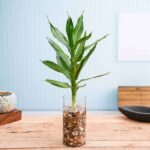 30 cm Lotus Lucky Bamboo Plant in a Glass Vase with Pebbles - CLL-794711