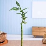 30 cm Spiral Stick Lucky Bamboo Plant - CSS-264849