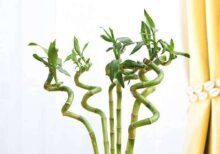 30 cm Spiral Stick Lucky Bamboo Plant - (Pack of 6) - CSS-146720