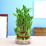 4 Layer Lucky Bamboo Plant in a Bowl with Pebbles - LLB-600819