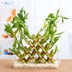 4 Layer Pyramid Lucky Bamboo in a Tray with Pebbles - LPL-433109