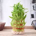 5 Layer Lucky Bamboo Plant in a Bowl with Pebbles - LLB-479712