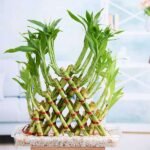 5 Layer Pyramid Lucky Bamboo in a Tray with Pebbles - LPL-131315
