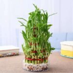 6 Layer Lucky Bamboo Plant in a Bowl with Pebbles - LLB-478290