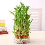 7 Layer Lucky Bamboo Plant in a Bowl with Pebbles - LLB-496785