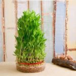 8 Layer Lucky Bamboo Plant in a Bowl - LLB-953624