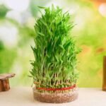 9 Layer Lucky Bamboo Plant in a Bowl - LLB-540632