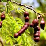 Acacia Concinna, Shikakai - Plant - ACS-328388