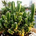 Acanthocereus tetragonus - Cactus Plant - ATC-302168