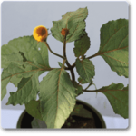 Acmella Oleracea, Toothache, Akarkara - Plant - AOT-695550
