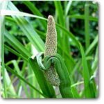 Acorus Calamus, Vekhand - Plant - ACV-178040