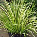 Acorus Grass Variegated - Plant - AGV-440620