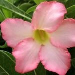 Adenium Plant, Desert Rose (Baby Pink) - Plant - APD-129713