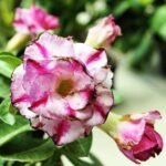 Adenium Plant, Desert Rose (Celona Double) - Plant - APD-541687