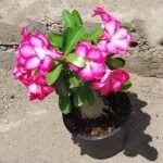 Adenium Plant, Desert Rose (Grafted, Any Color) - Plant - APD-828410
