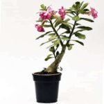 Adenium Plant, Desert Rose ( Grown through seeds, Any Color ) - Plant - APD-595648