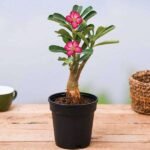Adenium Plant, Desert Rose (Pink) - Plant - APD-409149