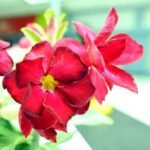 Adenium Plant, Desert Rose (Red Double) - Plant - APD-855320