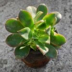 Aeonium decorum Tricolor - Succulent Plant - ADT-768733