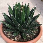 Agave Victoriae - Succulent Plant - AVS-520386