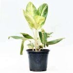 Aglaonema Brilliant - Plant - ABP-234678