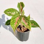 Aglaonema Butterfly Manis - Plant - ABM-644300