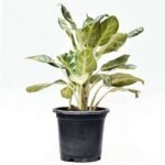 Aglaonema Commutatum Malay Beauty - Plant - ACM-447368