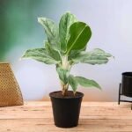 Aglaonema Commutatum Silver Queen - Plant - ACS-562722