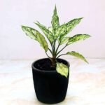 Aglaonema costatum, Chinese Evergreen (Green) - Plant - ACC-584927