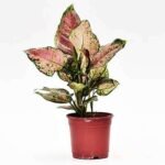 Aglaonema dud anyamanee, Aglaonema anyamanee (Green, Pink) - Plant - ADA-205516