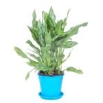 Aglaonema green compact, Aglaonema compact maria - Plant - AGC-191508