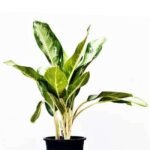 Aglaonema Jubilee Petite - Plant - AJP-662565