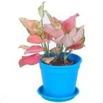 Aglaonema lady valentine, Aglaonema anyamanee (pink) - Plant - ALV-965335