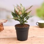 Aglaonema Pink Dalmatian - Plant - APD-659749