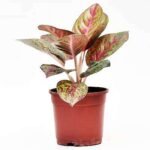 Aglaonema Tiara, Aglaonema Pink Panther - Plant - ATA-797372