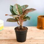 Aglaonema widuri, Aglaonema Red Peacock - Plant - AWA-594220
