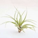 Air Plant, Tillandsia brachycaulos (Large) - Plant - APT-192179