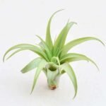 Air Plant, Tillandsia brachycaulos (Small) - Plant - APT-165644