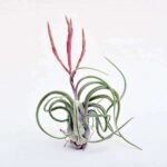 Air Plant, Tillandsia caput medusae (Large) - Plant - APT-124255